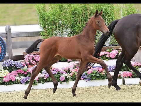 Varianz *2021 by Vivaldos x Fürstenball