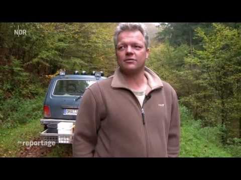 Sehenswert: Rotwild - Zum Abschuss freigegeben