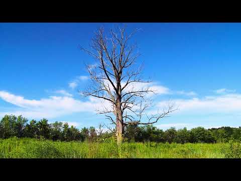 Big fish soundtrack (Slowed down ambient version)