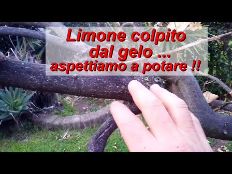Il pigmentary nota la crema biogame Lentiggini un trucco permanente per che
