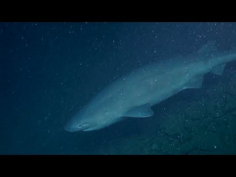 Nautilus Live Slow-Cruising Bluntnose Sixgill Shark