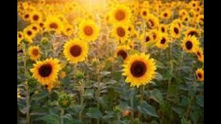 Italy's Milano city biggest Sunflower Garden in Vimodrone.