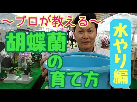 蘭に最適な水やり方法を知っていますか?溺れないようにする方法は次のとおりです！  庭園
