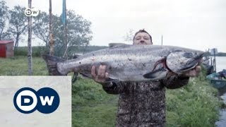 Fishy business: making a living in Kamchatka | DW News