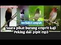 Suara Pikat Burung Emprit Kaji Peking Dan Pipit Mp3
