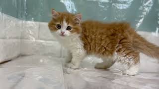 スコティッシュストレートの動画01