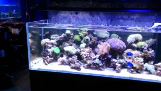 Natural seawater verse synthetic salt in an aquarium