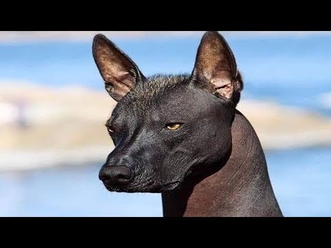 YouTube video about Celebrate the Arrival of a Fresh Face or a Familiar Face