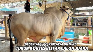 Download lagu SAPI PO RAKSASA UNTUNG CALON JUARA KONTES KELAS EXTRIM mp3 Download lagu SAPI PO RAKSASA UNTUNG CALON JUARA KONTES KELAS EXTRIM mp3