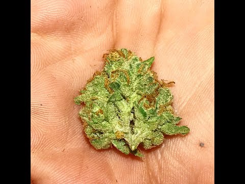 download lagu mp3 mp4 24k Weed, download lagu 24k Weed gratis, unduh video klip 24k Weed