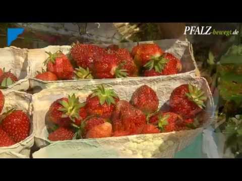 Rhein-Pfalz-Kreis - Gemüsegarten