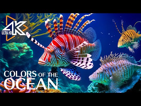 Under Red Sea 4K 🐠 Incredible Underwater World - Relaxation Video with Calming Music #18
