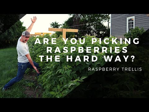Easier Way to Pick Raspberries! | How to Build a Garden Raspberry Trellis