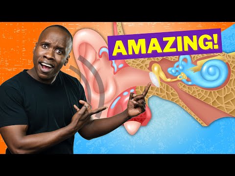 How Hearing Works - Journey of Sound to the Brain