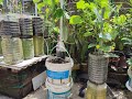 Grow Cucumber Casually At Home Or Anywhere In Multifunction In Self Watering Pot V2 种黄瓜Tanam T