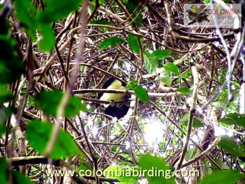 Black-chested Jay - Cyanocorax affinis - www.colombiabirding.com