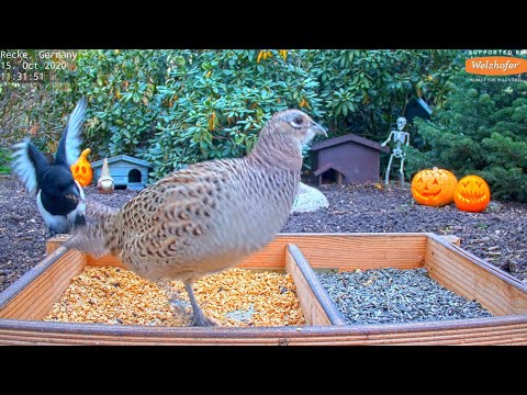 Highlights Today (magpie, jay, pheasants...) Recke, Germany - Oct. 15, 2020