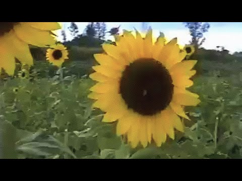 mayten - contemplations