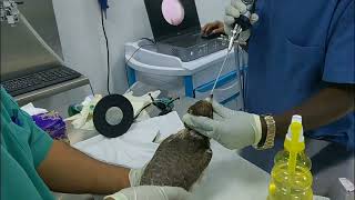My Falcon's annual medical check up..