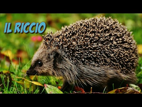 Il verso del riccio - suoni animali