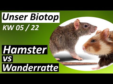 Hamster vs Ratte - #Biotop - KW 05 / 2022