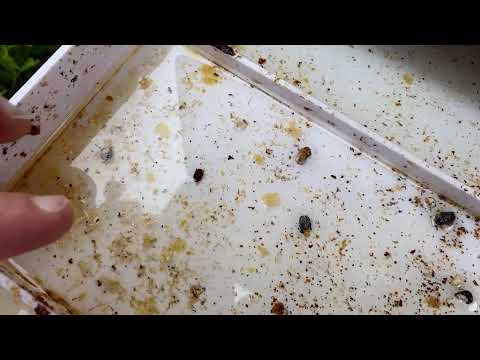 How to save your hive from Hive Beetle slime out