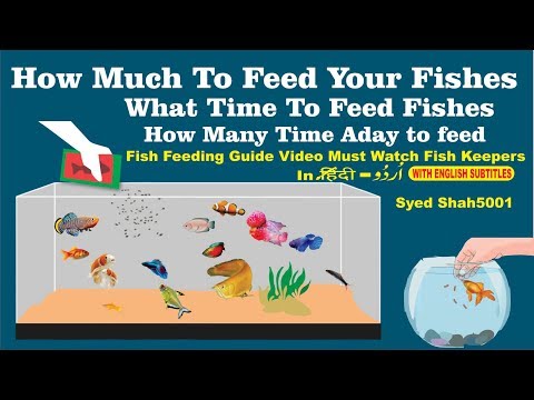 How to Feed and What to Feed Fish