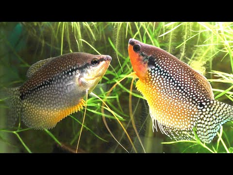Pearl Gourami (Trichopodus leerii) — keeping and breeding complete guide