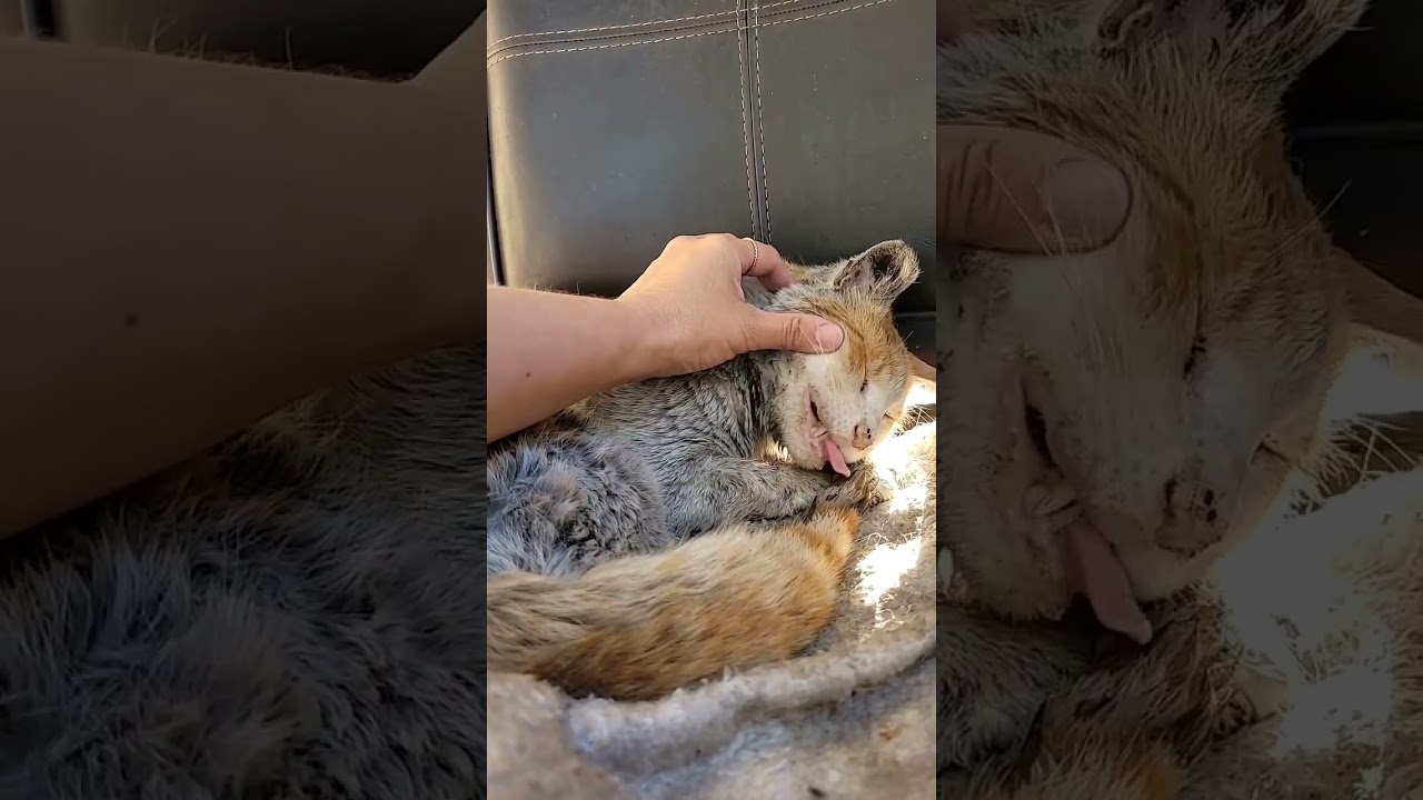 Chimney video