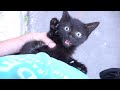 Gray Cat And Her 3 Black Kittens