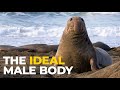 The Insane Biology Of The Elephant Seal