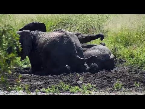 Djuma: Small group of Elephants also enjoying a wallow in the mud - 12:16 - 04/06/20