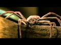 Charlotte S Web HD Scene Charlotte S Mortality Death
