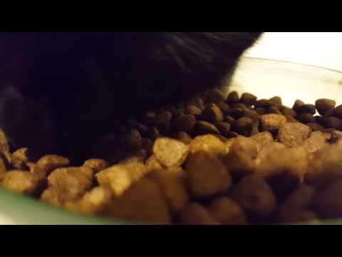 Cat has trouble eating, won't stop purring