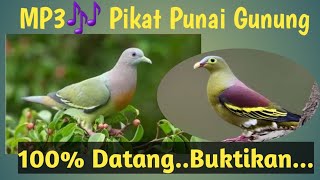 Download lagu Suara Pikat Burung Punai Gunung mp3