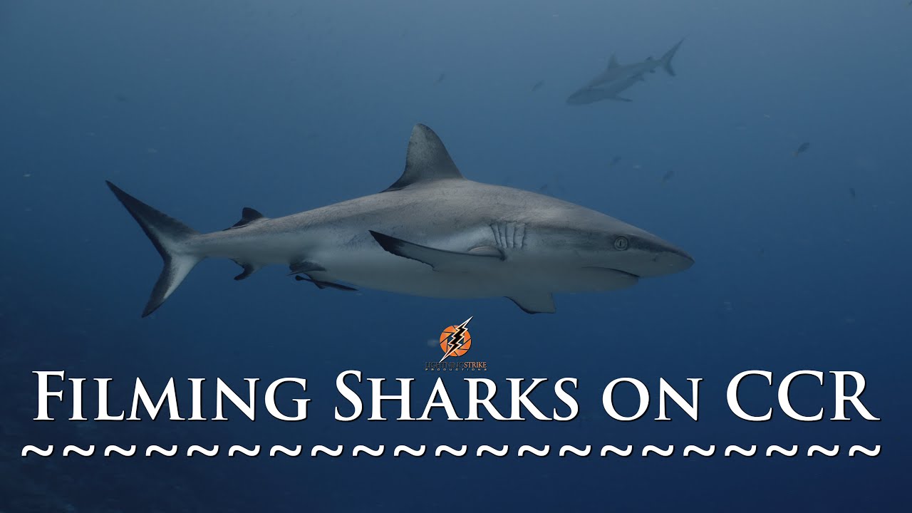 Rebreather filming in Palau. Grey Reef Shark stock footage samples 4K