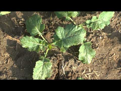 Winterraps Wachstumsregler