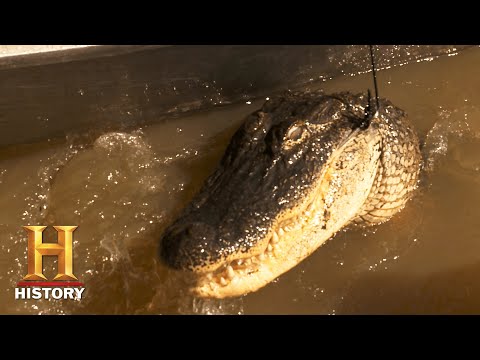 Swamp People: TROY'S REVENGE on a Horse-Killing Gator (Season 12) | History