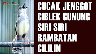 Download lagu MASTERAN CUCAK JENGGOT - CIBLEK GUNUNG - SIRI SIRI - RAMBATAN - CILILIN mp3 Download lagu MASTERAN CUCAK JENGGOT - CIBLEK GUNUNG - SIRI SIRI - RAMBATAN - CILILIN mp3