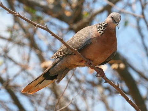 Spotted dove Spilopelia chinensis HD audio