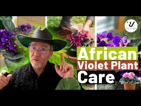 African Violet Care Secrets EXPERTS Don't Want You to Know