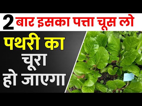 Vishwanath kidney stone medicine, packaging size: 30 capsule...