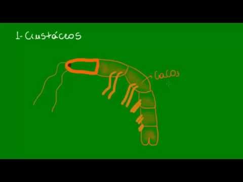Classificação dos Artrópodes - Zoologia - Biologia