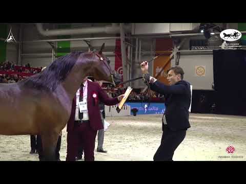 N 114 AL PICASSO   World Arabian Horse Championship 2022   PARIS   Senior Stallions Section B Class