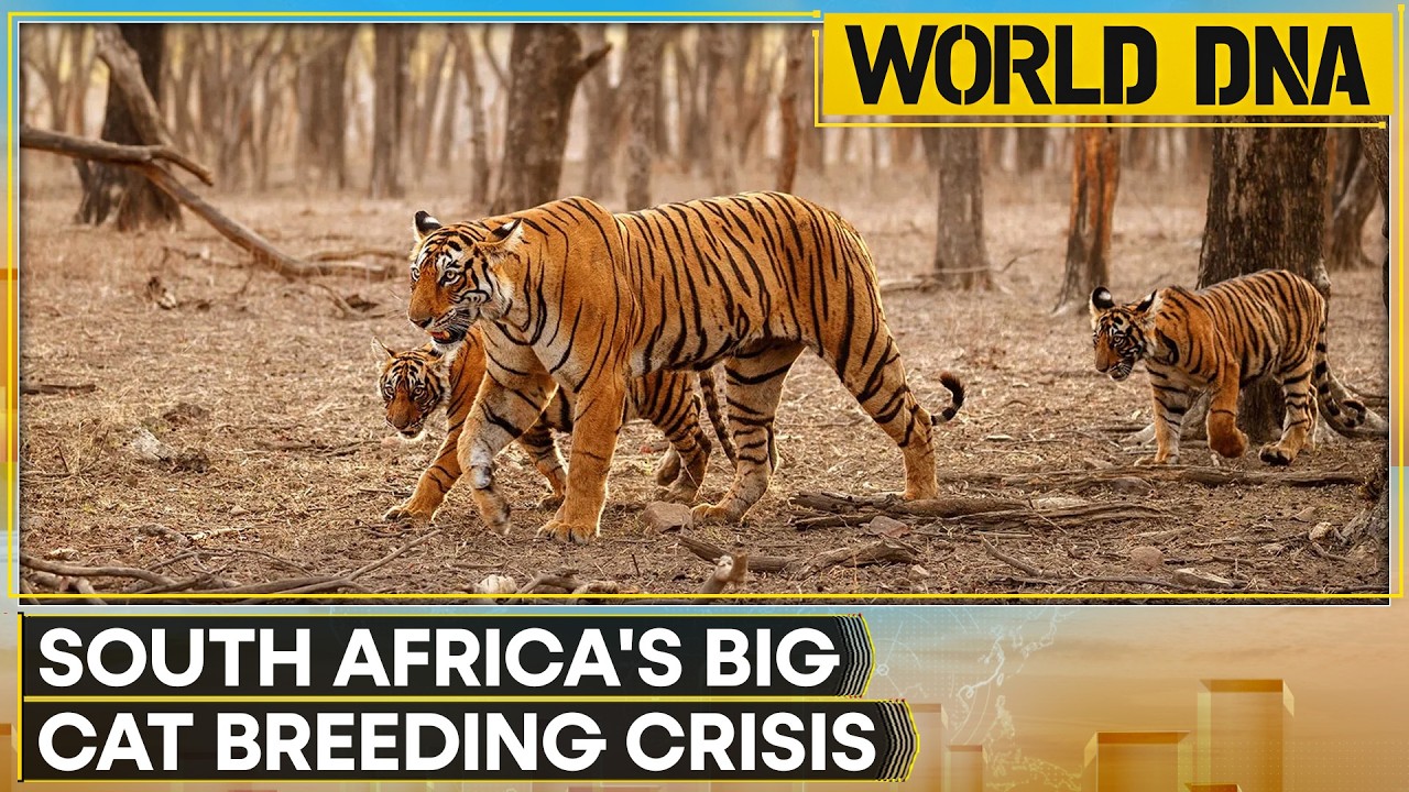 600+ Tigers Bred For Commercial Purposes | WION World DNA