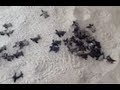 Baby Turtles Being Born on the Beach 