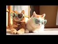 The Gamma Goochee  An Unoffiicial Joe Walsh Cat Slideshow