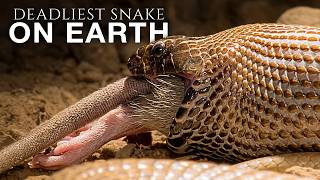 The World's Deadliest Snake Lives Underground
