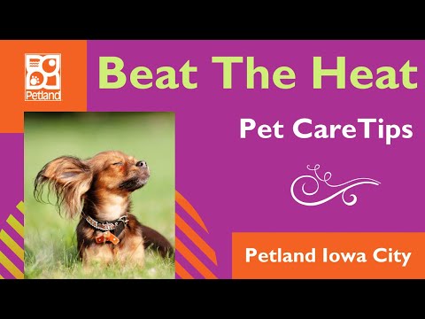 Pet Care: Avoiding The Heat