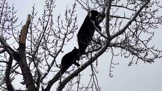 Black Bear Sow with Yearling climbing up